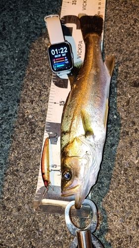 フッコ（マルスズキ）の釣果