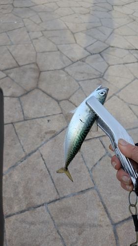 サバの釣果