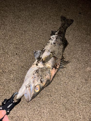 スズキの釣果