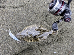 ソゲの釣果