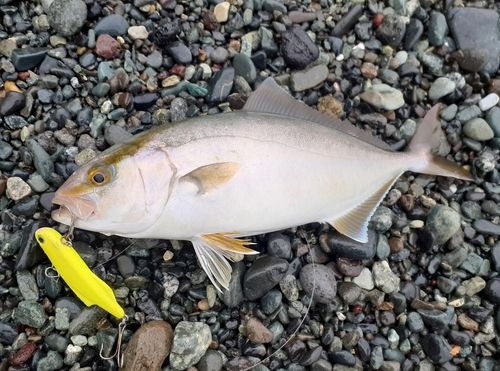 ショゴの釣果