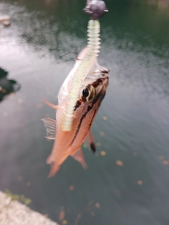 ネンブツダイの釣果