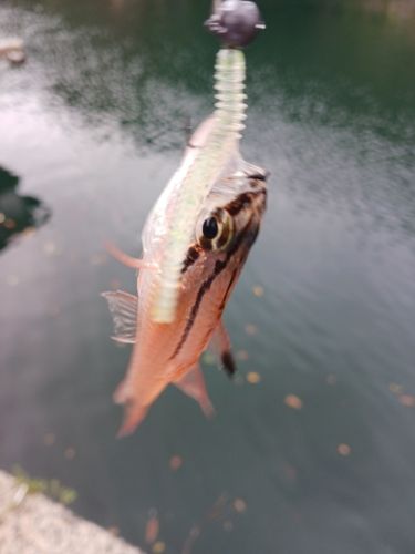 ネンブツダイの釣果