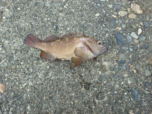 ガヤの釣果