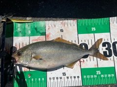 ショゴの釣果