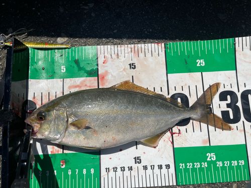ショゴの釣果
