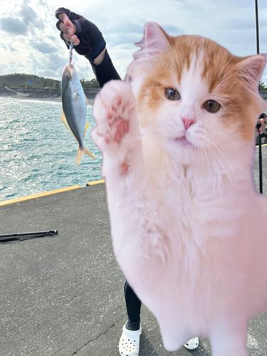 ワカシの釣果