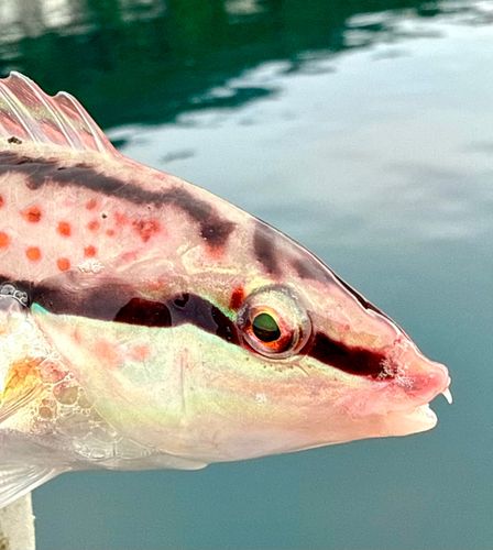 キュウセンの釣果