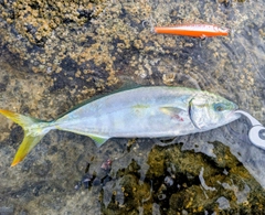 フクラギの釣果