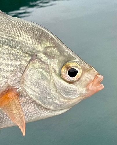 マタナゴの釣果