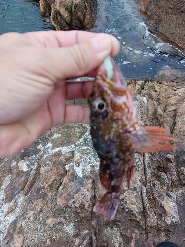 カサゴの釣果