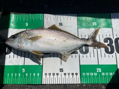 ショゴの釣果