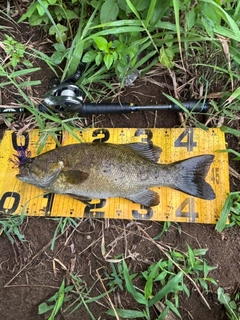 スモールマウスバスの釣果