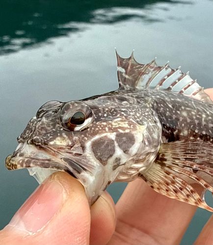 アサヒアナハゼの釣果