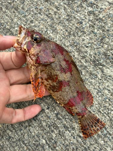 ヨロイメバルの釣果