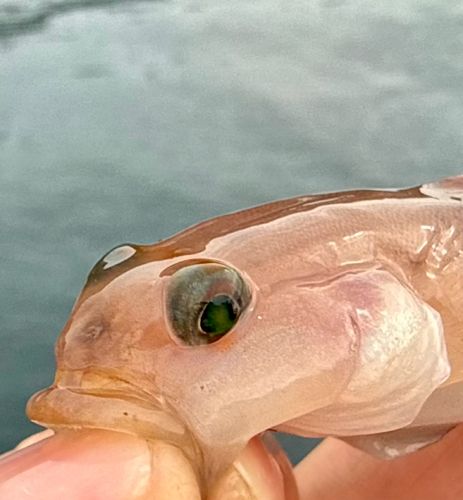 リュウグウハゼの釣果