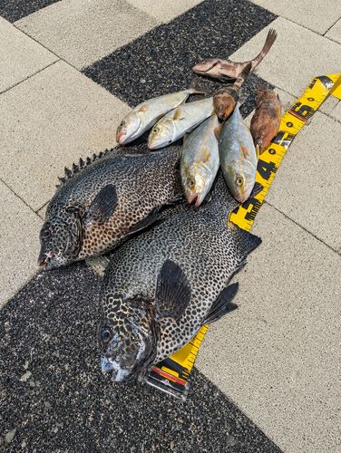 イシガキダイの釣果