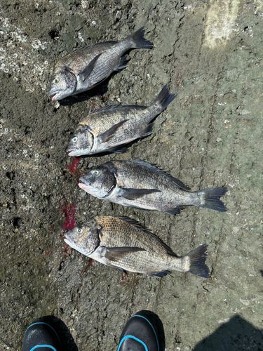 チヌの釣果