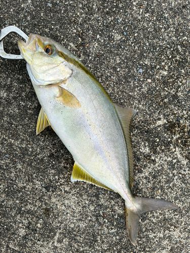 ショゴの釣果