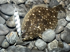 ソゲの釣果