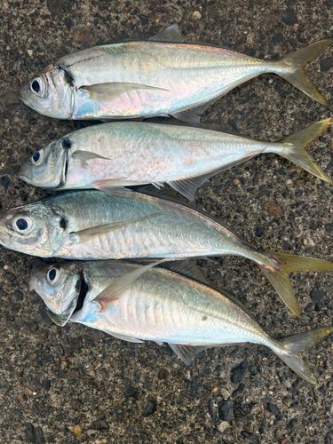 マアジの釣果