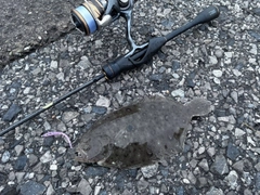 ガンゾウビラメの釣果