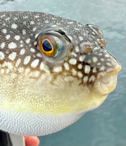 フグの釣果