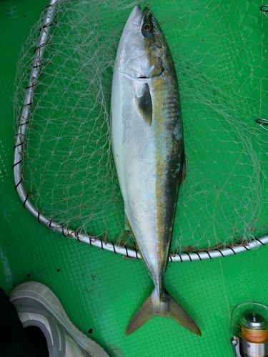 ワラサの釣果