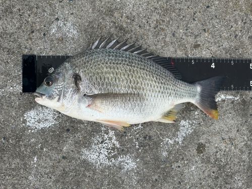 キビレの釣果