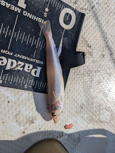 シロギスの釣果
