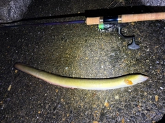 ウナギの釣果