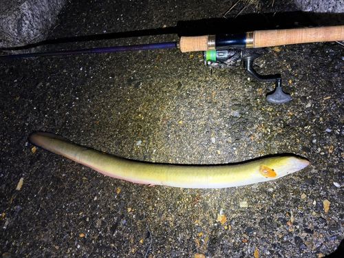 ウナギの釣果