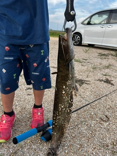 ナマズの釣果