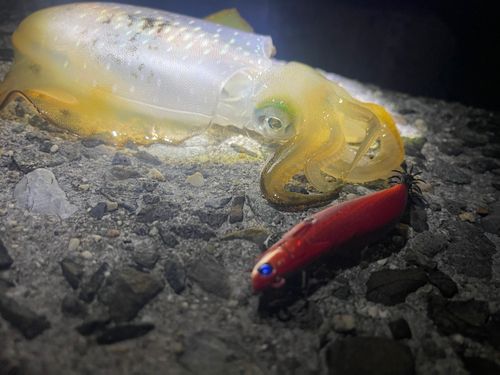 アオリイカの釣果
