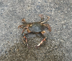 カニの釣果