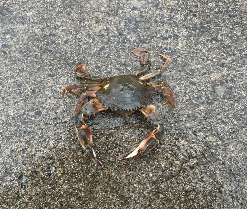 カニの釣果