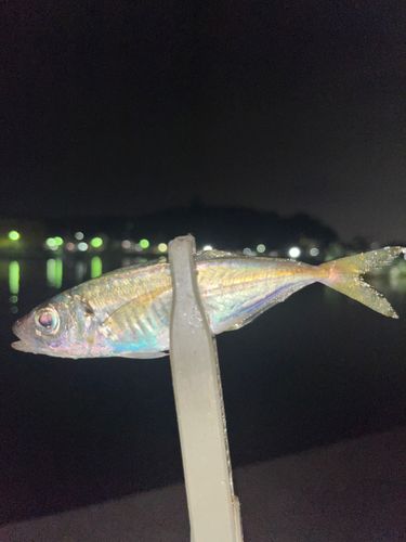 マアジの釣果