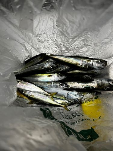 サバの釣果