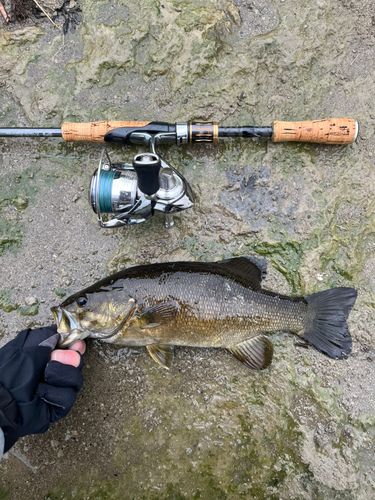 スモールマウスバスの釣果