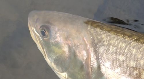 アメマスの釣果