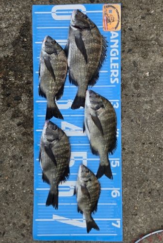 チヌの釣果