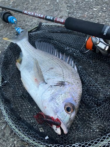 キビレの釣果