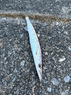 カマスの釣果