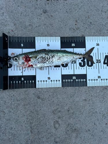 マサバの釣果