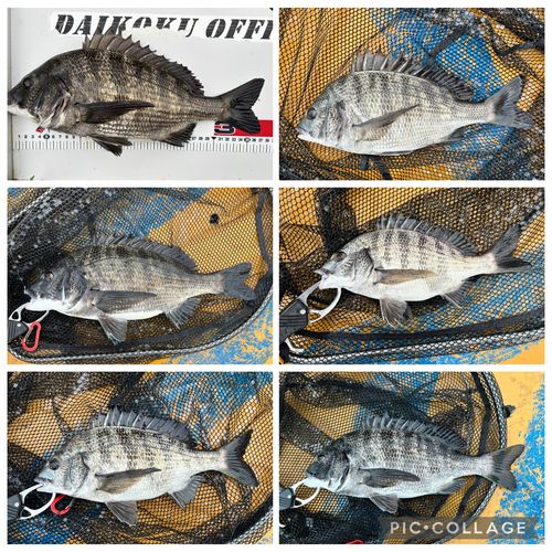 クロダイの釣果