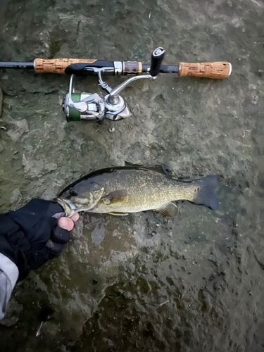スモールマウスバスの釣果