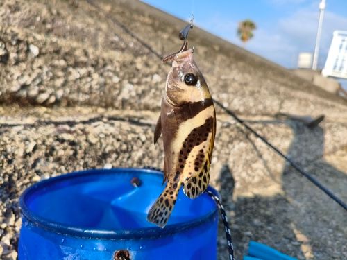 コショウダイの釣果