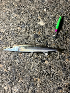 カマスの釣果