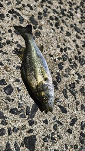 セイゴ（タイリクスズキ）の釣果