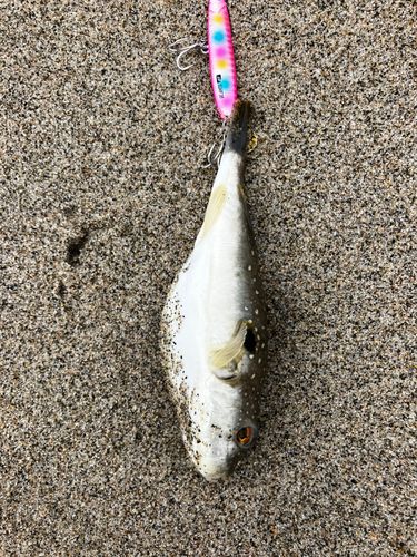 フグの釣果